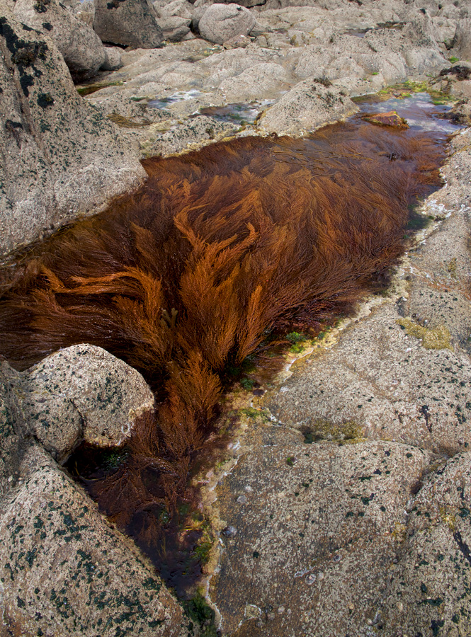 Bretagne - Algae pond