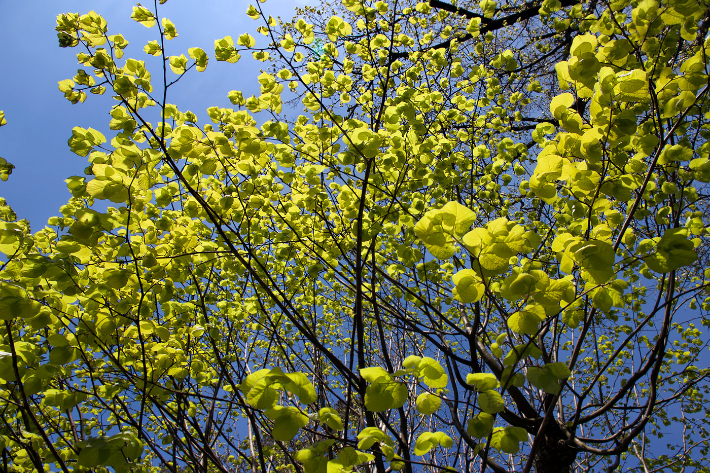 Chlorophyll bubbles
