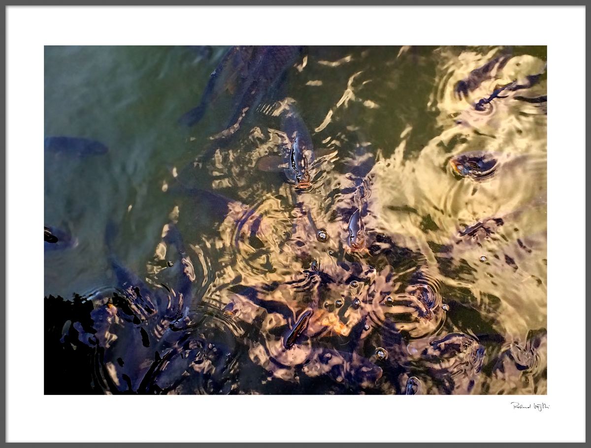 Dance in a pond /4