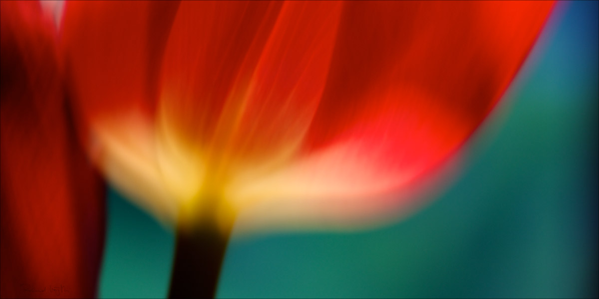 In love with a tulip