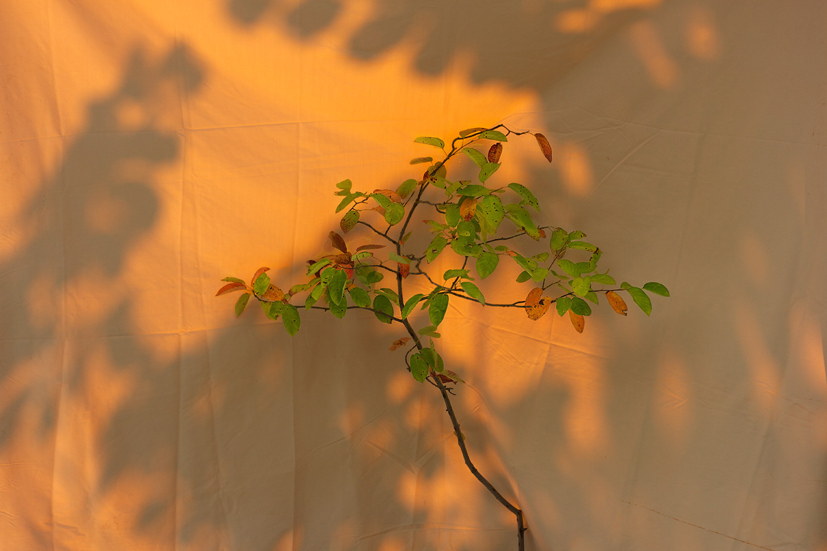 mystage_1200