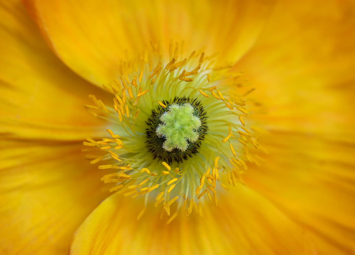 Papaver rhoeas