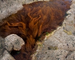 Bretagne - Algae pond