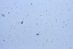 All equal and none the same