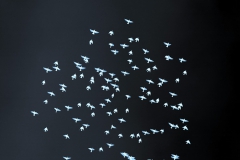 Above the troubled soil