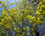 Chlorophyll bubbles