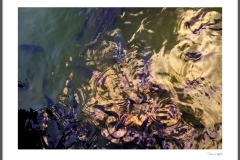 Dance in a pond /4