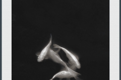 The dance in the pond