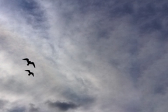 Fly, fly, little wing