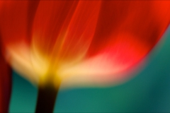 In love with a tulip