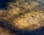 Leben im Fluss