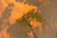 mystage_1200