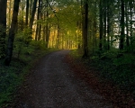 Ominotago 0036 - The path