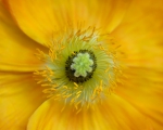 Papaver rhoeas
