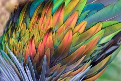Rainbow feathers