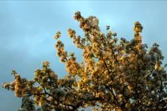 The smell of colours