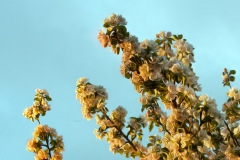smellofcolours_zoom