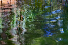 The soul of a pond /1