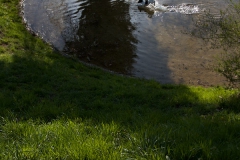 Splish Splash