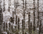 The tree line