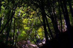 Tunnel into autumn
