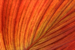 Veins of life /2