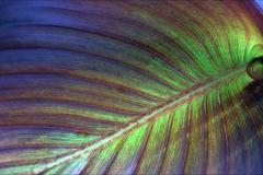 Veins of life /3
