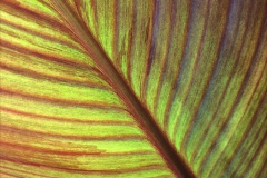 The veins of life